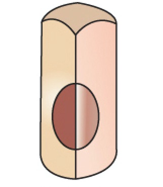 <p>How would you classify the shape of the following cell:</p>