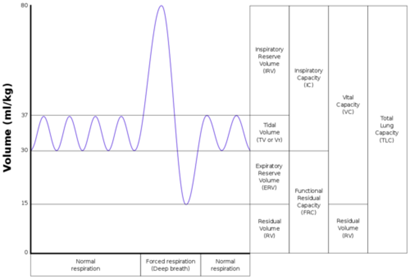 <p>expiratory reserve volume</p>