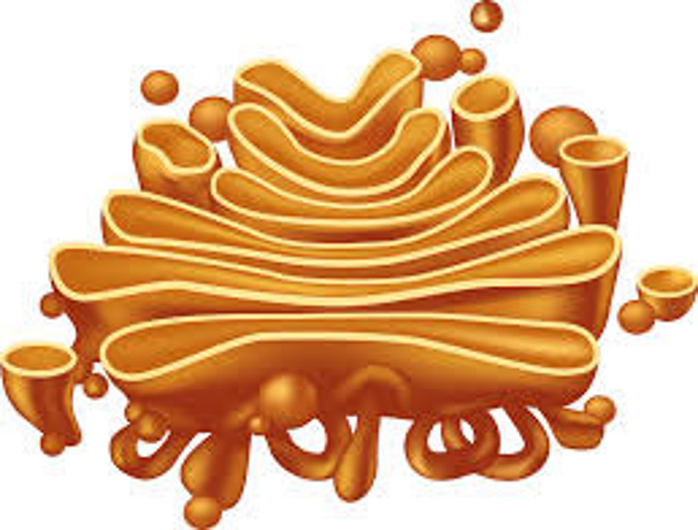 <p>Packages and ships proteins for movement out of the cell. Looks like a stack of wonky pancakes.</p>