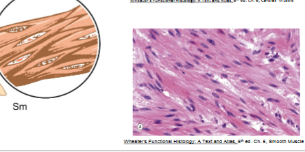 <p><u>Smooth muscle</u></p><ul><li><p>__-shaped cells in walls of __ organs</p></li><li><p>involuntary</p></li></ul><p></p>
