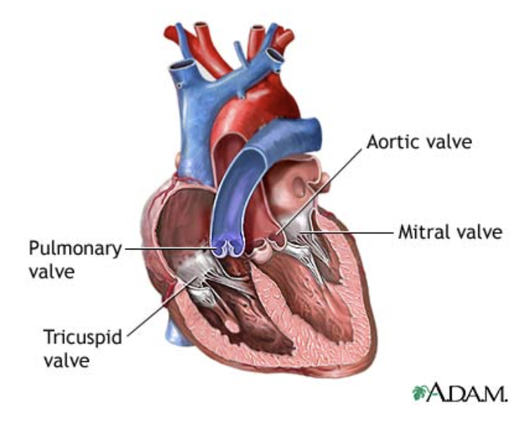 <ul><li><p>Located between the atria and ventricles</p></li><li><p>Prevent backflow into the atria when the ventricles contract</p></li></ul>