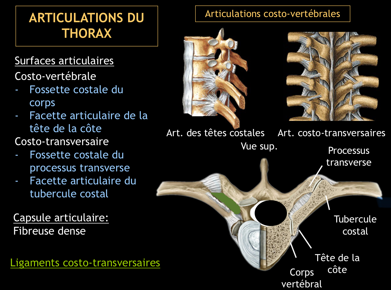 <ul><li><p>Costo-vertébrale:</p><ul><li><p>fossette cotale du corps</p></li><li><p>Facette articulaire de la tête de la côte</p></li></ul></li><li><p>Costo-transversaire :</p><ul><li><p>Fossette costale du processus transverse</p></li><li><p>Facette articulaire du tubercule costale</p></li></ul></li></ul>