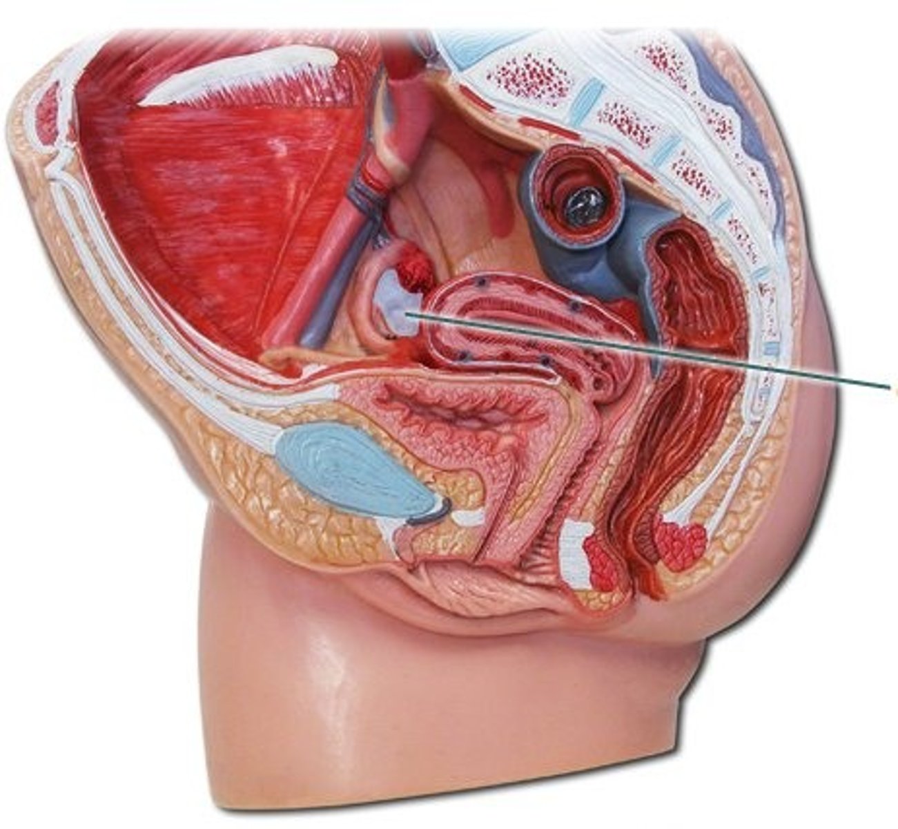 <p>- primary sex organ in females</p><p>- where egg cells are stored and developed, also where estrogen and progesterone are produced</p><p>- located on either side of the uterus, inferior and posterior to uterine tubes</p>