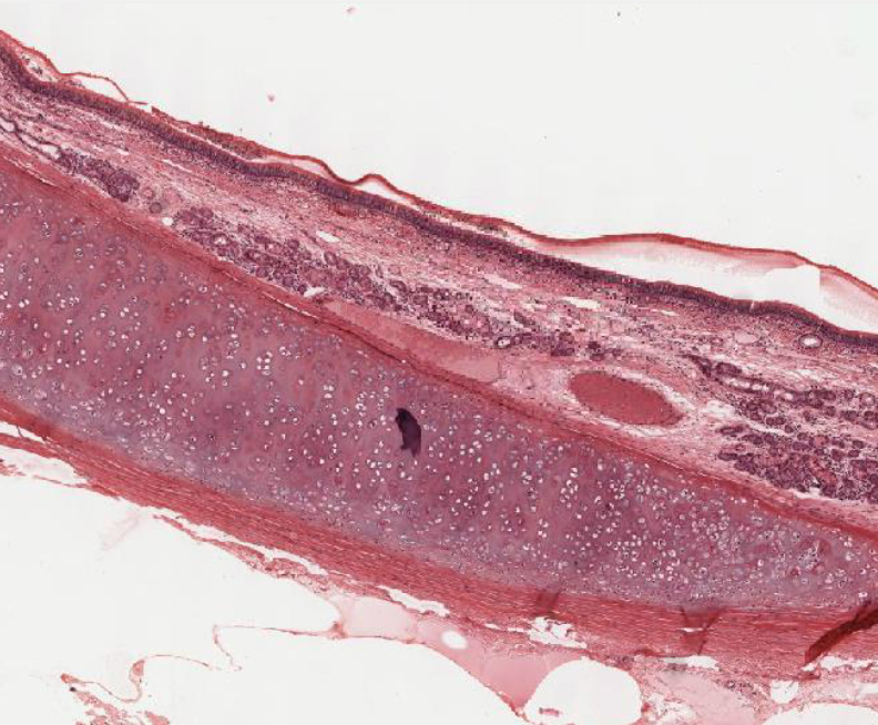 <p>trachea histology</p>