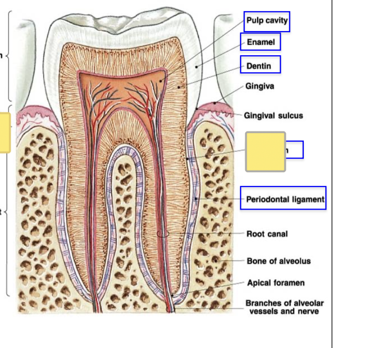 knowt flashcard image