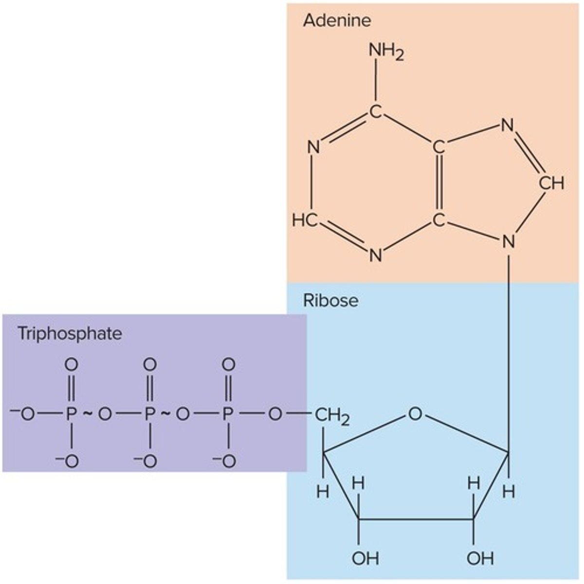 <p>Primary energy-transfer molecule required to perform most of the body's work, with the reaction ATP + H2O → ADP + Pi + energy.</p>