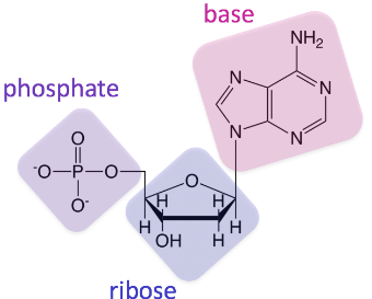 <p>Nucleotide</p>