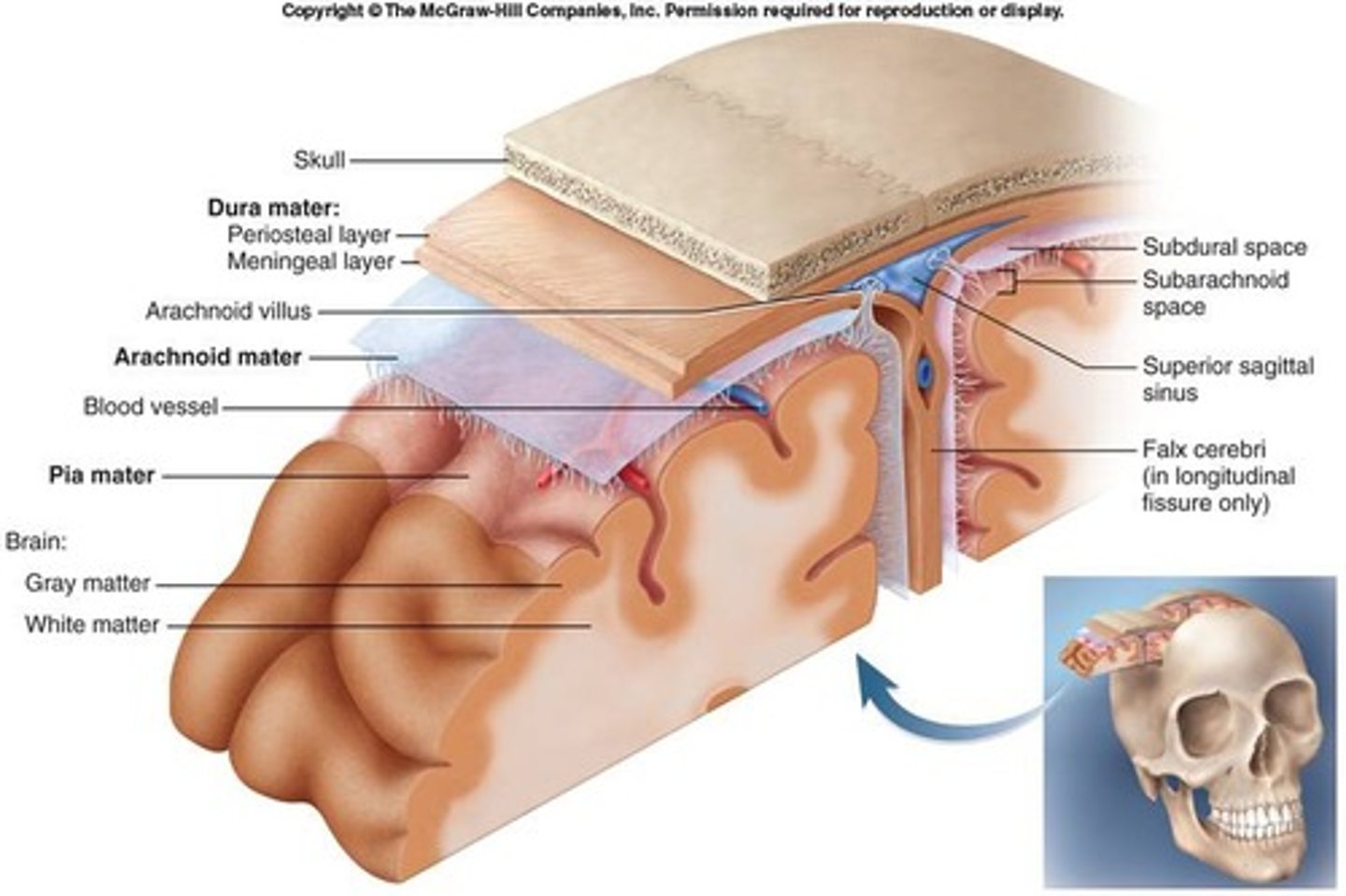 <p>Outermost meningeal layer</p>