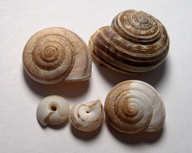 <p>all whorls in the same shape, gastropod </p>
