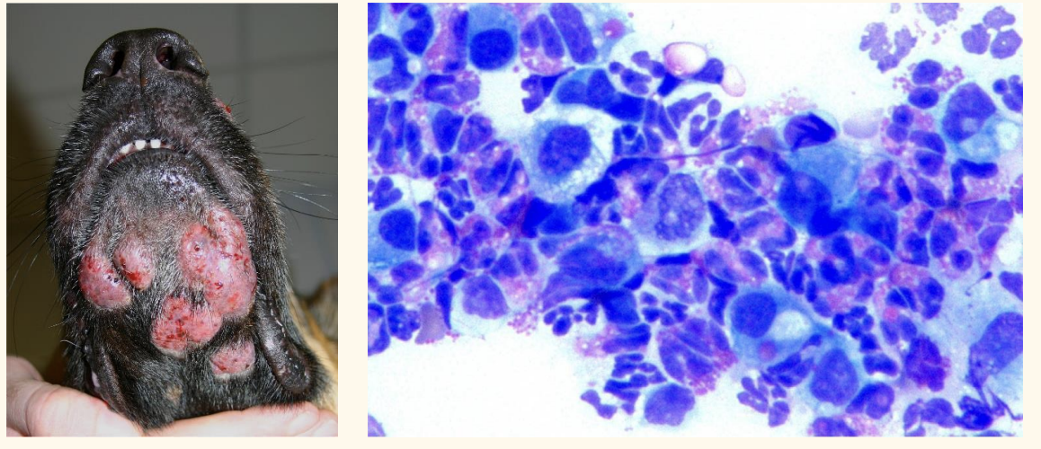 <p>Identify these cells and make the diagnosis (aspirate from a rapidly growing nodule in a dog)</p>
