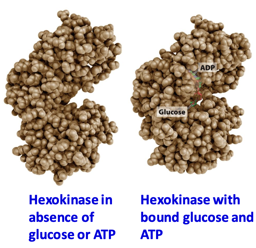 <p>Enzyme that catalyzes the 1st step (along with Mg²⁺ cofactor) : <strong>Glucose → Glucose-6P</strong>.</p><p>→ transfers a phosphate group from <strong>ATP</strong> to glucose = <strong>traps glucose in cell </strong>(too polar to pass thru membrane transporter)</p><p>→ <u>Induced fit to enhance specificity &amp; prevent side rxs</u>: conformational change upon binding Glu brings active sites closer, excluding H₂O</p>