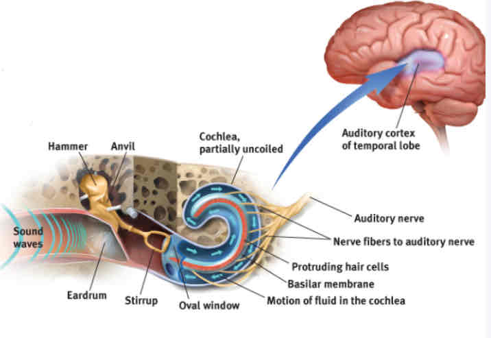 <p>Ossicles </p>