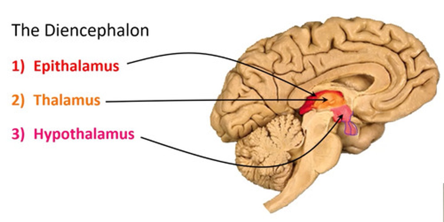 <p>- thalamus</p><p>- hypothalamus</p><p>- epithalamus</p>