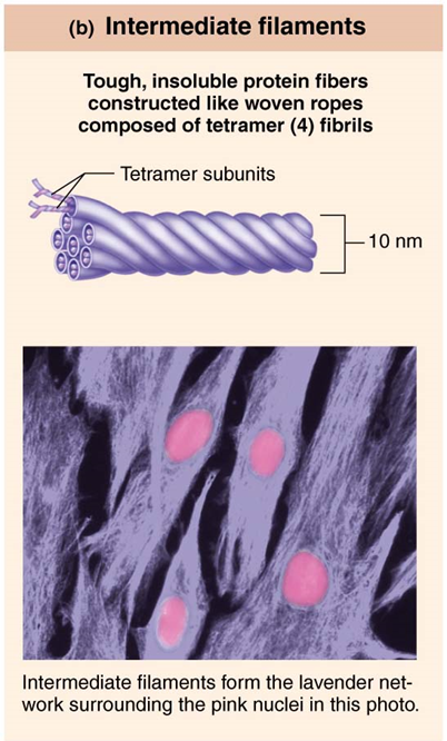 <p>Tough, insoluble protein fibers constructed like woven ropes composed of tetramer (4) fibrils</p>