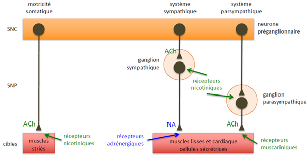 -jouent un rôle primordial en médecine
-les neurones ganglionnaires sympathiques et parasymptahiques emploient deux neurotransmetteurs principaux : la noradrénaline (NA) et l'acétylcholine (ACh)
