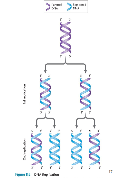 <p>DNA Replication</p>