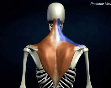 <p>INSERTION of trapezius </p>