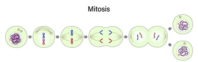 <p><strong>SHORT ANSWER</strong></p><p>diagram of PMAT</p>