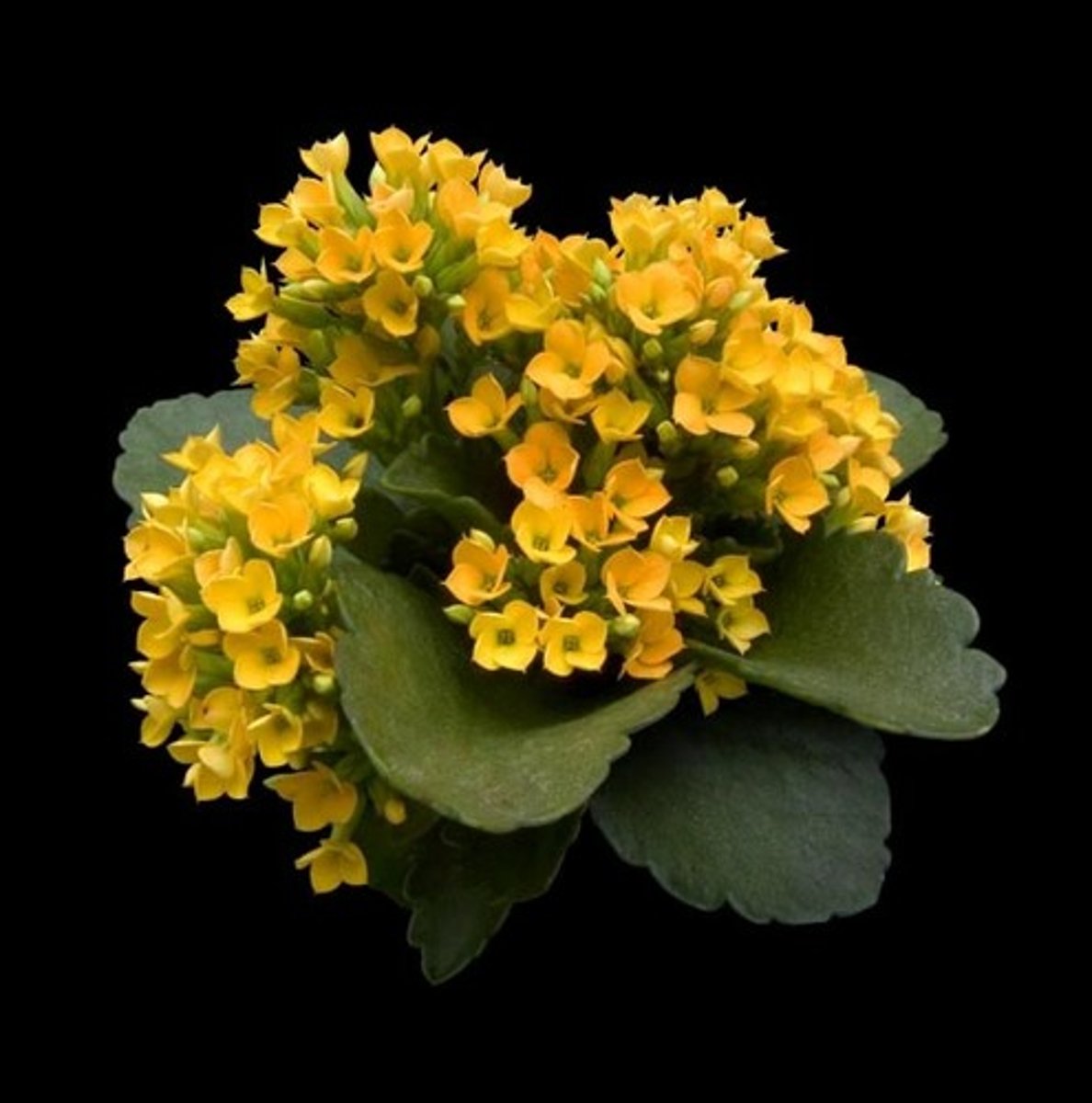 <p>Florist Kalanchoe</p>