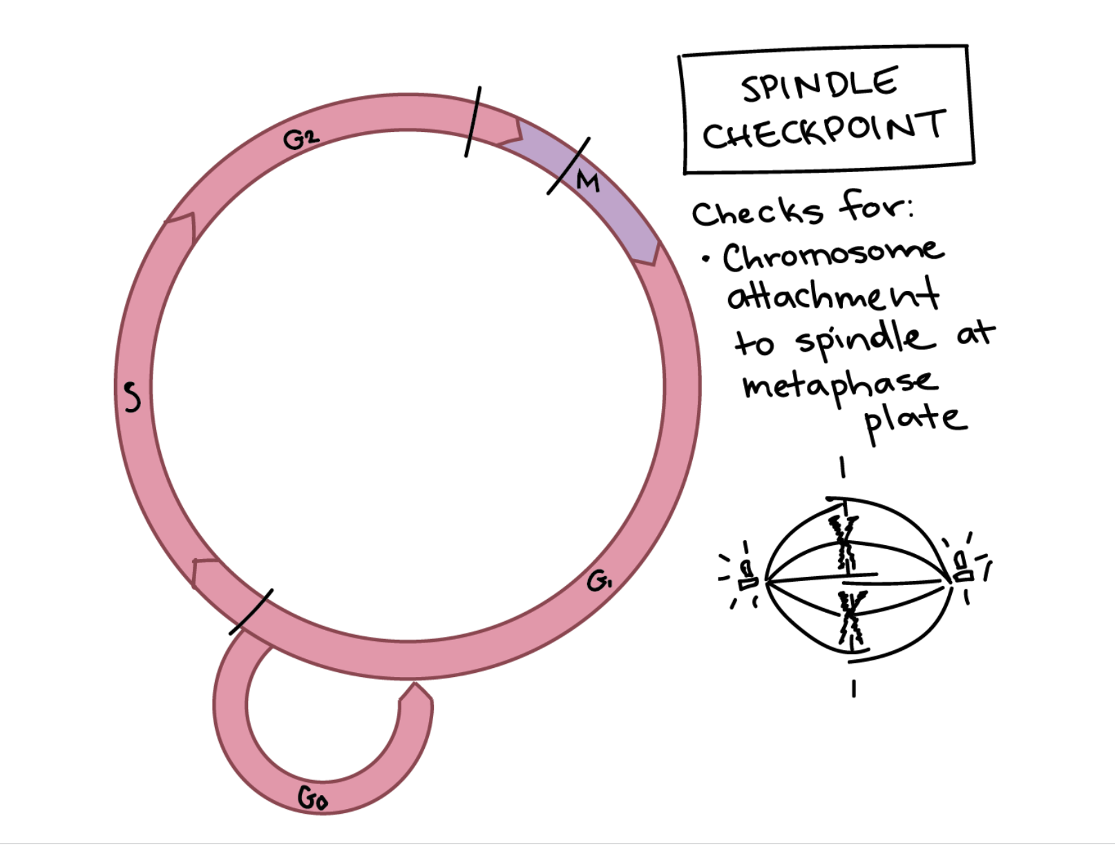 <ul><li><p><span>Also known as the </span><strong>spindle checkpoint</strong></p></li><li><p><span>whether all the sister chromatids are correctly attached to the spindle microtubules.</span></p></li><li><p>will happen if chromosomes are firmly attached to at least two spindle fibers from opposite poles of the cell</p></li></ul><p></p>