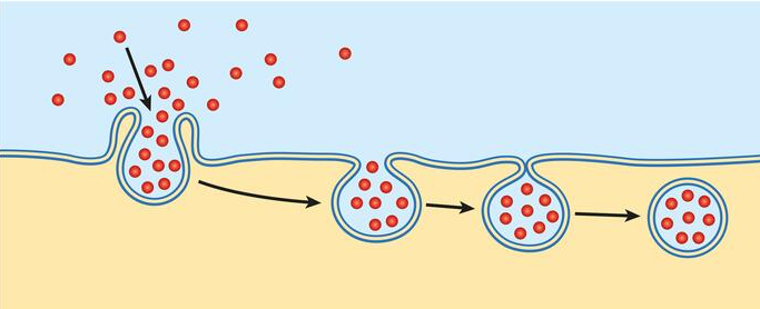 Which means of particle transport is shown in figure 7-5 above