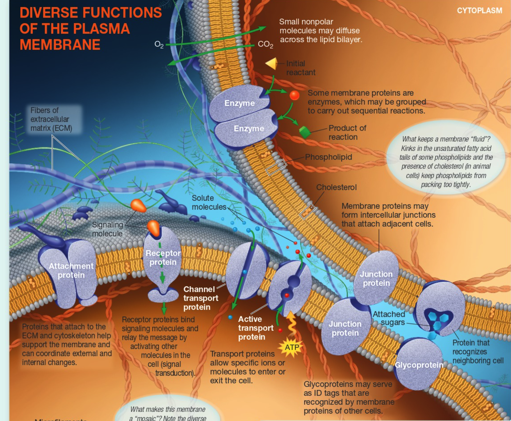 <ul><li><p>used to describe structure of plasma membrane (phospholipid bilayer) as fluid + mosaic</p></li></ul><ol><li><p><strong>fluid </strong></p><ol><li><p><u>fatty acid chains </u>→ plasma membrane contains a mix of both saturated and unsaturated fa. chains → allows for permiability (not too close to be solid; not too far for LDFs)</p></li><li><p><u>cholesterol </u><em>→ </em>is a lipid = hydrophobic molecule → function is to stabilize the molecule (in cold, risk of getting solid so cholesterol physicallly blocks from getting too close) (in warm, risk of moving away→ no LDFs, so cholesterol holds together</p></li></ol></li><li><p><strong>mosaic → </strong>made up of many small parts like phospholipids, cholesterol, and <u>proteins</u></p></li></ol><p></p>