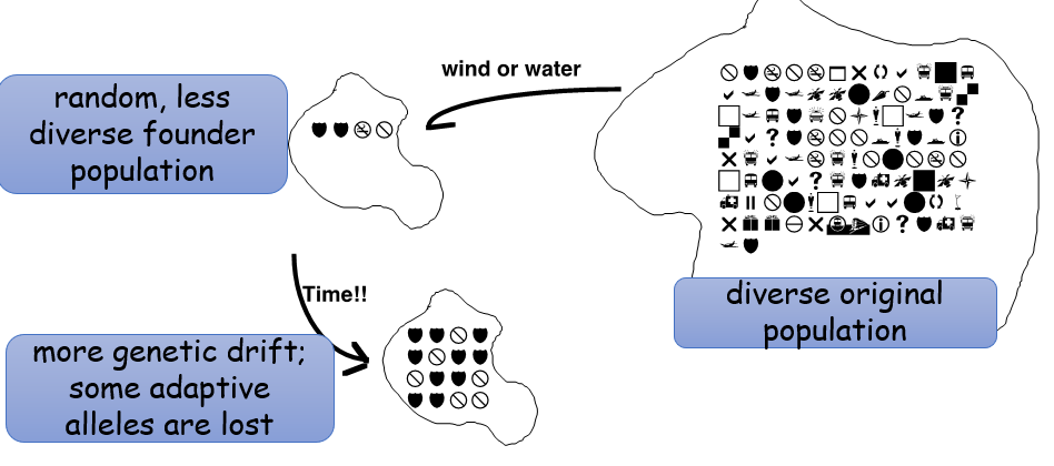 <p>-a few founders start a new isolated population</p><p>-founder gene pool differs from original source</p><p>-small population size leads to more drift.</p><p>-better alleles may be lost </p>