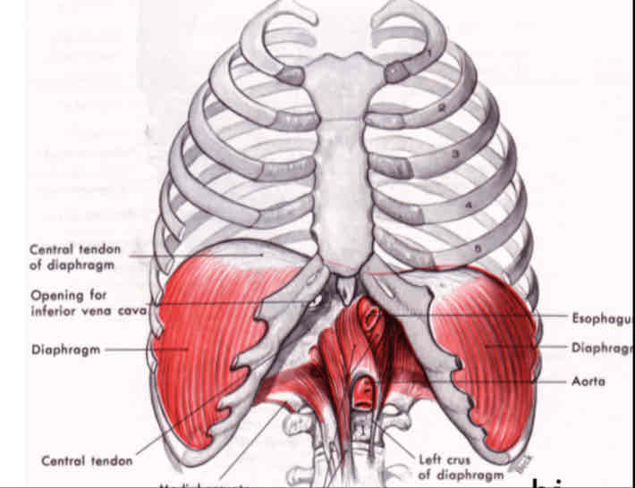 <p style="text-align: center"><span>is one of the body's largest muscles, and it is the major muscle of inspiration (largely involuntary control, but can be voluntary).&nbsp;</span></p>