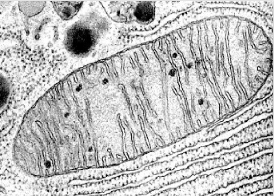 <ul><li><p>features :&nbsp;</p></li><li><p>Has a <strong>double membrane​</strong></p></li><li><p>Outer membrane is smooth, inner membrane is folded​</p></li><li><p>The folds are called “cristae”​</p></li><li><p>Variable in shape and number (spherical or ovoid) ​</p></li></ul><p></p><ul><li><p>functions :&nbsp;</p></li><li><p>Site of <strong>ATP production</strong> by (aerobic) cell respiration.​</p></li><li><p><strong>Fat digestion</strong> if it is used as an energy source in the cell​</p></li></ul><p></p>