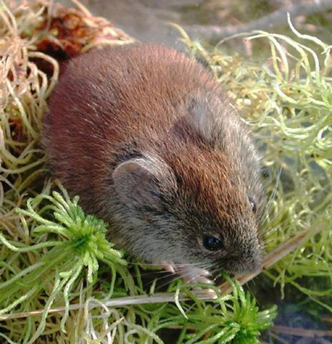 <p>Myodes gapperi</p>