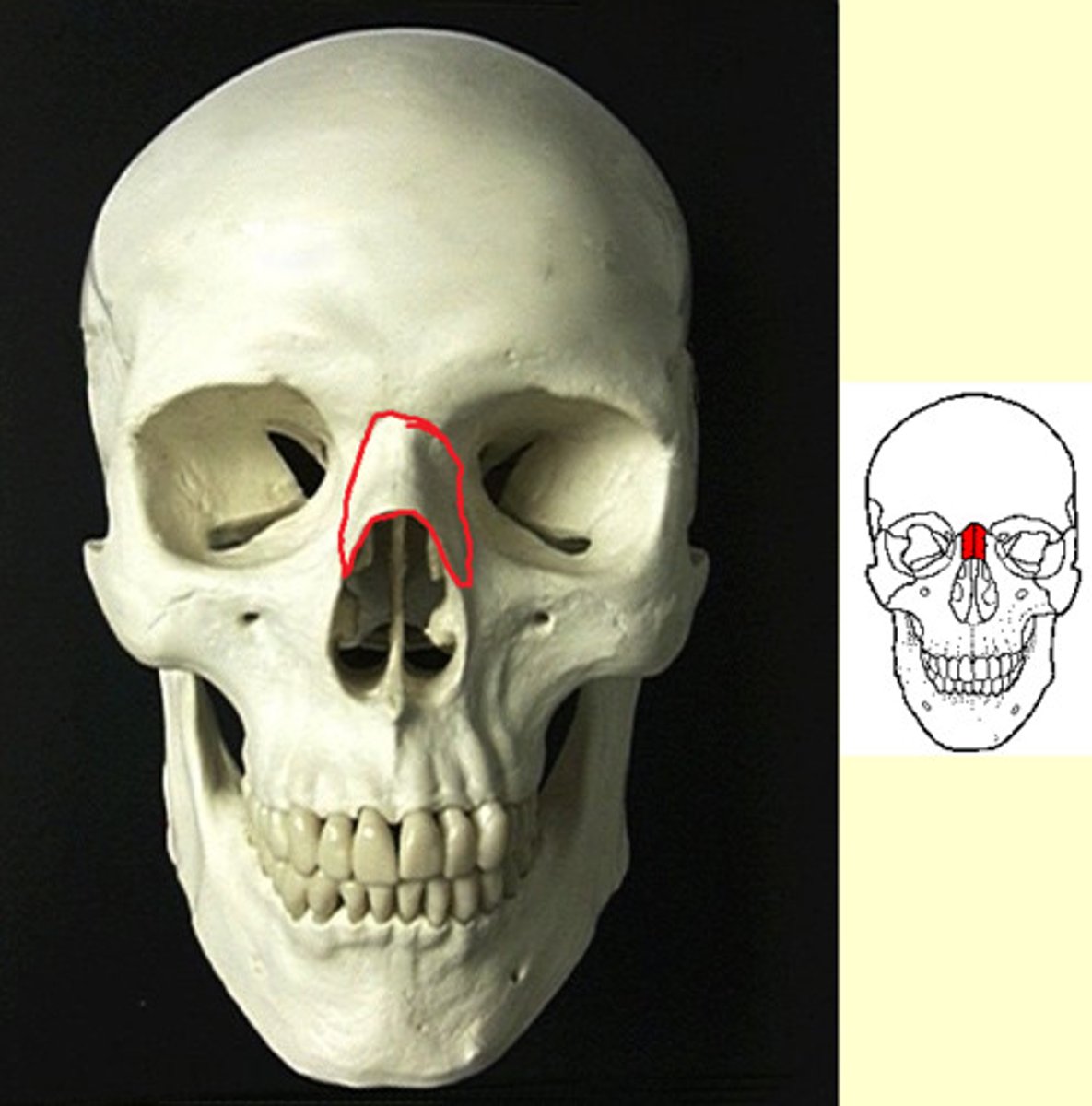 knowt flashcard image