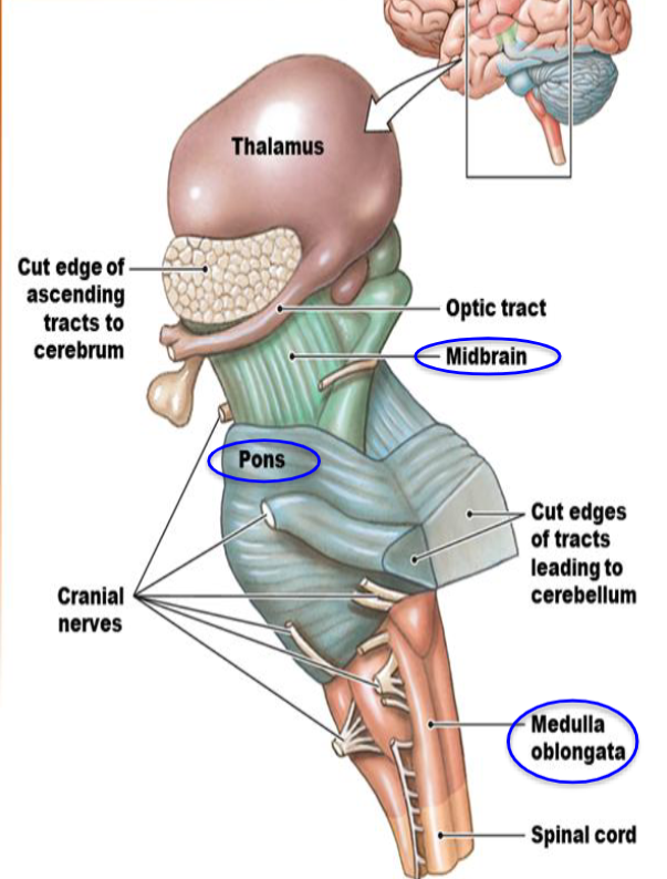 <ul><li><p>Control of involuntary functions. </p></li><li><p>Autonomic centers for regulation of visceral functions (Cardiovascular, respiratory, digestive activities). </p></li><li><p>Where the brainstem is connected to the spinal cord.</p></li><li><p>A part of the brainstem.</p></li></ul><p></p>