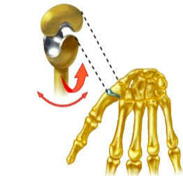 <p>name the specific type of synovial joint </p>