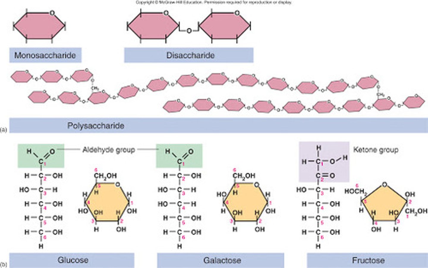 <p>A monomer meaning "Hydrated Carbon" which is an organic molecule that contains</p><p>• carbon, hydrogen, and oxygen in ratio near 1:2:1</p><p>- Hint: C + H2O</p><p>• Referred to as saccharides (sugars)</p><p>•Monosaccharides are the building blocks of Carbohydrate</p><p>• Roughly 1.5 percent of total body weight</p><p>• Primary components of bread, pasta and lollipos</p><p>• Exmples: sugars and starches</p>