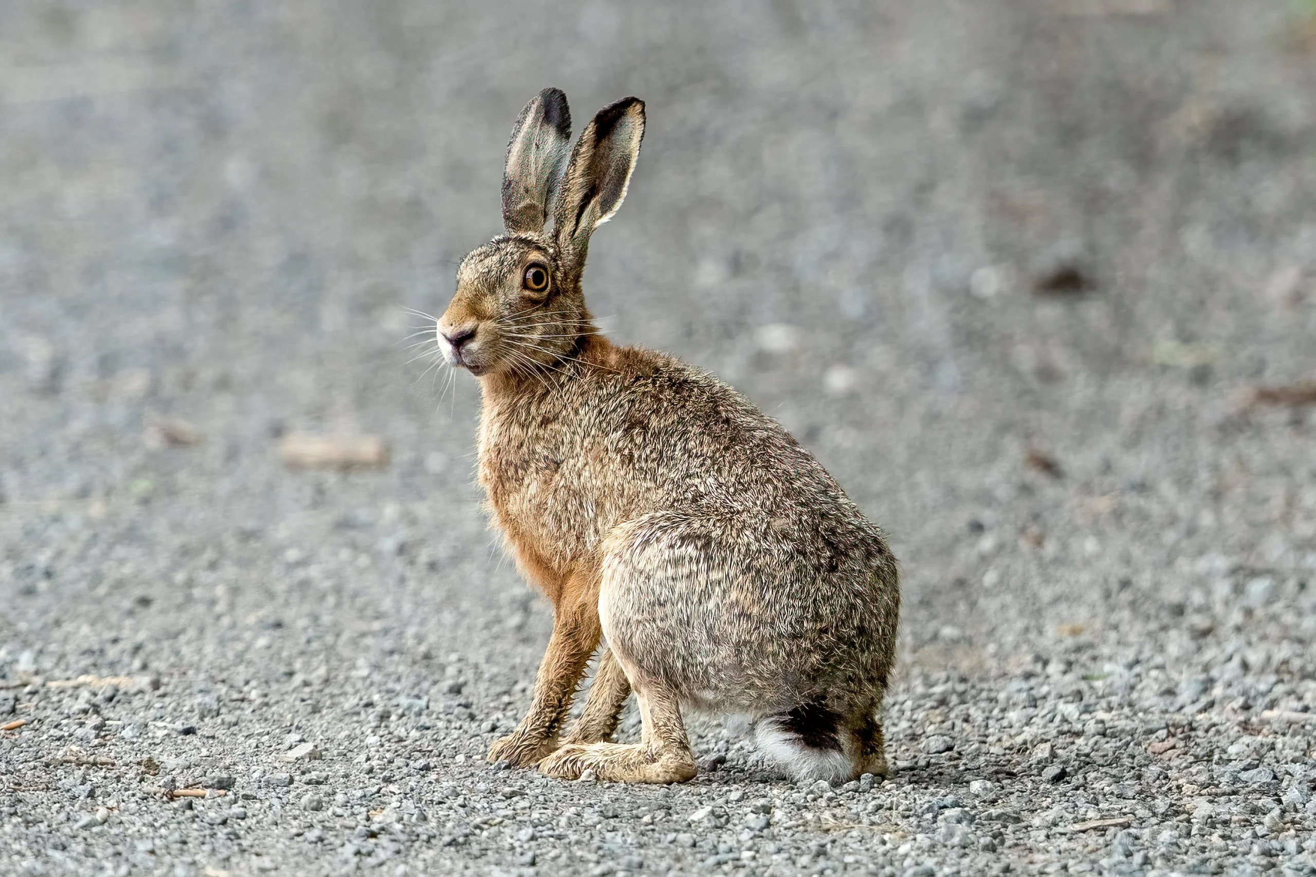 <p>hare (n)  <br />
/heər/</p>