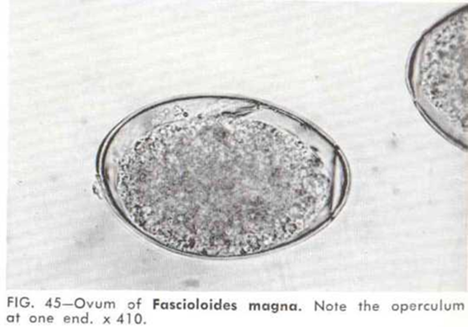 <p>white-tailed deer I. host aquatic snail, the cercariae encysts on aquatic vegetation liver parenchyma liver fluke of wild ruminants</p>