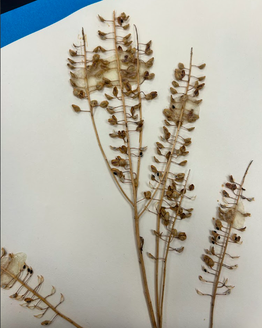 <p>Brassicaceae</p><p><em>Lepedium</em></p>