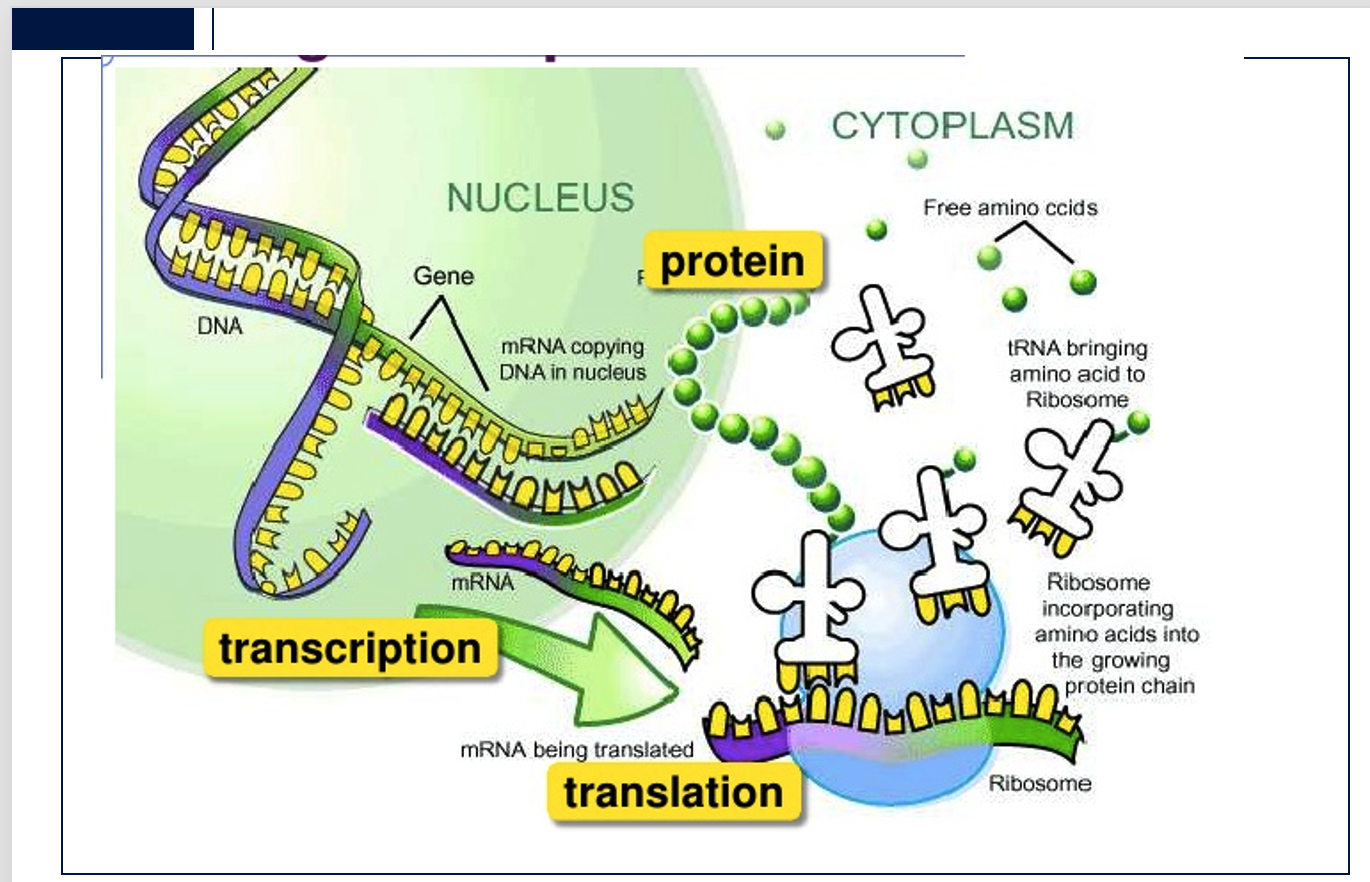 <p><span>This slide illustrates the central dogma of molecular biology) </span></p><p><span>: </span><strong>transcription</strong><span> in the nucleus, where a DNA </span><strong>gene</strong><span> is copied into </span><strong>mRNA</strong><span>, followed by </span><strong>translation</strong><span> in the cytoplasm on a </span><strong>ribosome</strong><span>, where mRNA's genetic code is used to assemble </span><strong>free amino acids</strong><span> (brought by </span><strong>tRNA</strong><span>) into a </span><strong>protein</strong><span> chain.</span></p>