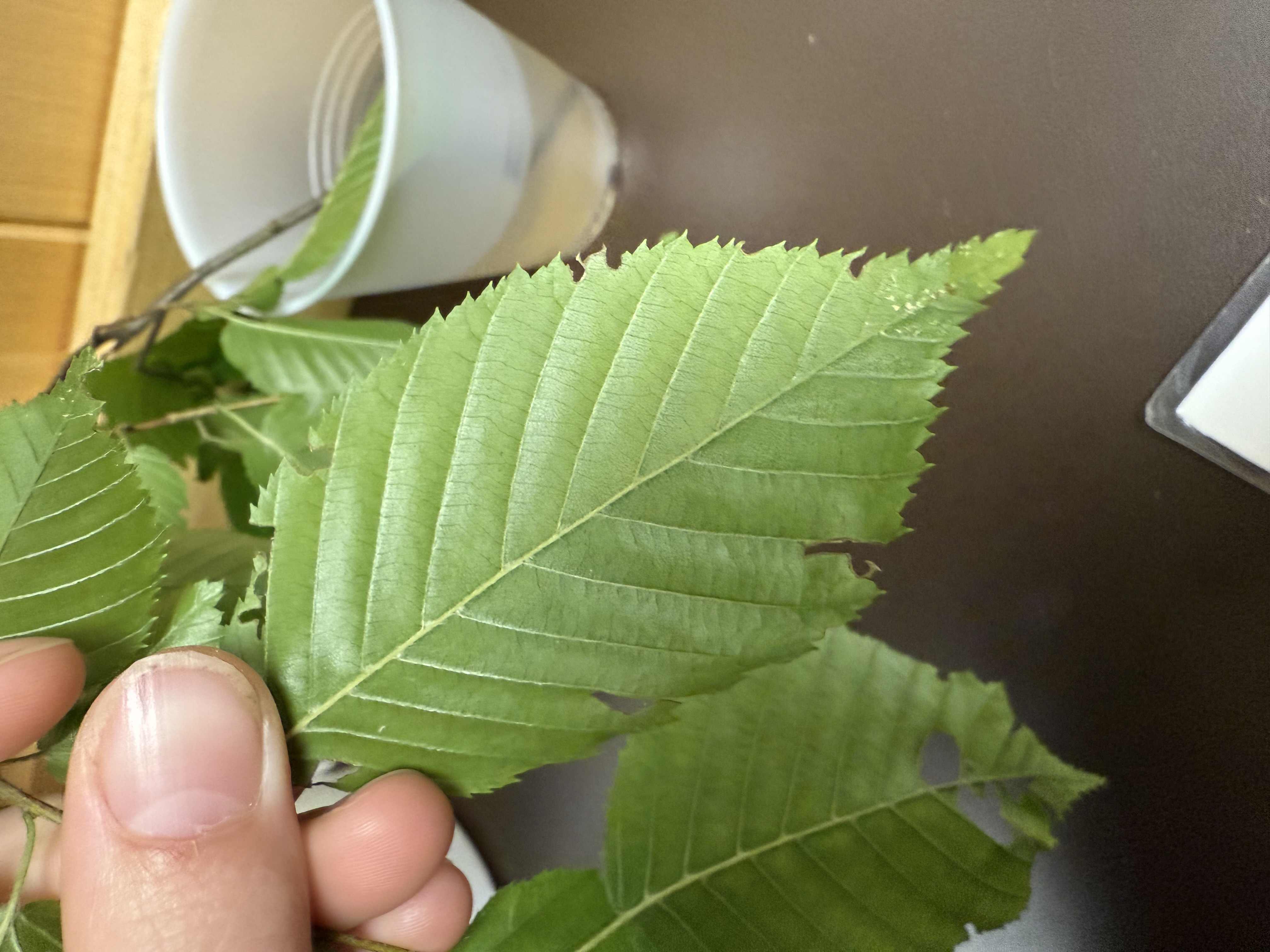 <p>NOT forked leaved veins</p>