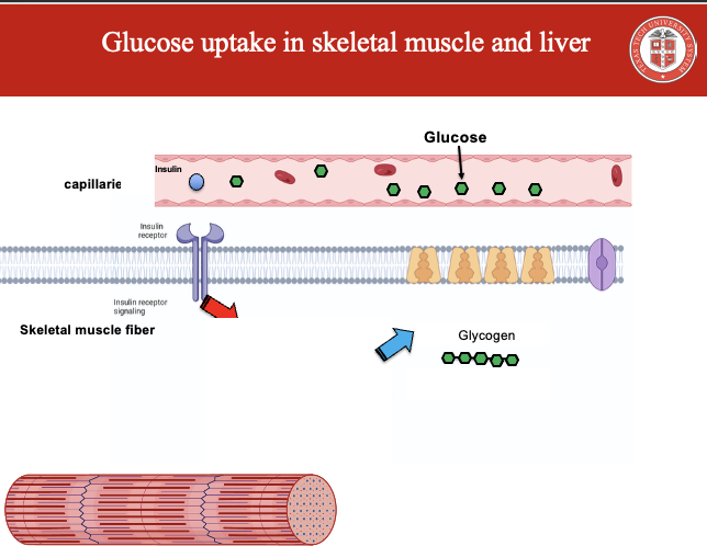 <p>After eating, blood glucose rises → insulin is released.</p><ul><li><p>Insulin binds to its receptor on skeletal muscle (and adipose) cells, triggering signaling that causes GLUT-4 transporters to move from intracellular vesicles (sarcoplasm) to the plasma membrane.</p></li></ul><ul><li><p>Once inserted into the membrane, GLUT-4 allows facilitated diffusion of glucose into the cell.</p></li></ul><p>In skeletal muscle, the incoming glucose is stored as glycogen.</p>