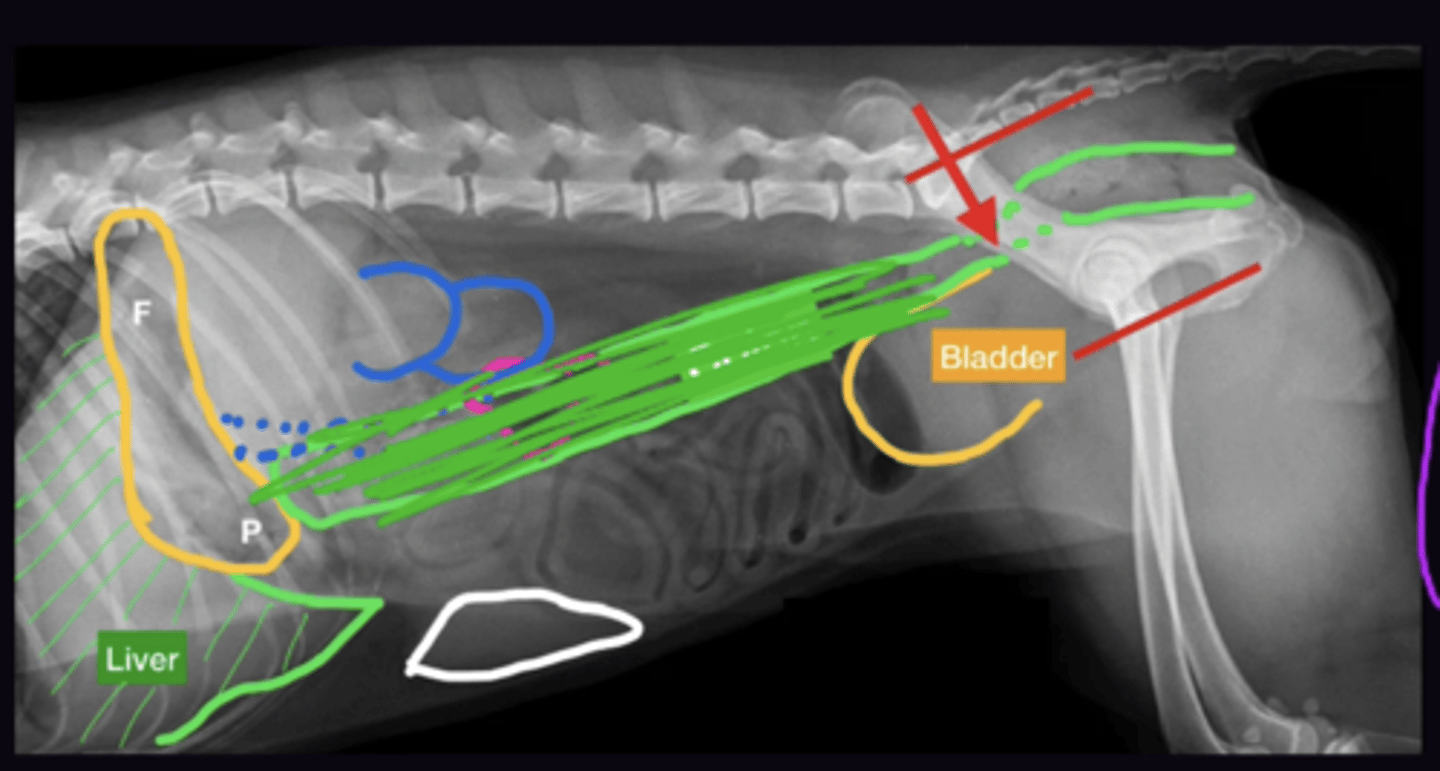 <p>1. Divides the abdomen in half Dorsoventrally</p><p>2. the Ascending, transverse, and proximal descending colon are superimposed (Need VD to assess)</p><p>3. Pelvic Inlet. Follow cranially</p>