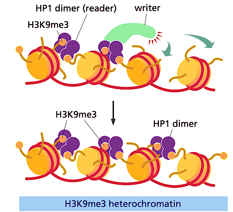 <p>HP1 dimer (reader) recruits the writer, moving the modifications down and adding more methyls as the complex moves.</p>