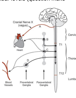 <p>What is the anatomical structures of  sympathetic innervation. parav ertebral gangliea, prevertebral ganglia. how does it travel down. post ganglionic sympathetic fibers</p>