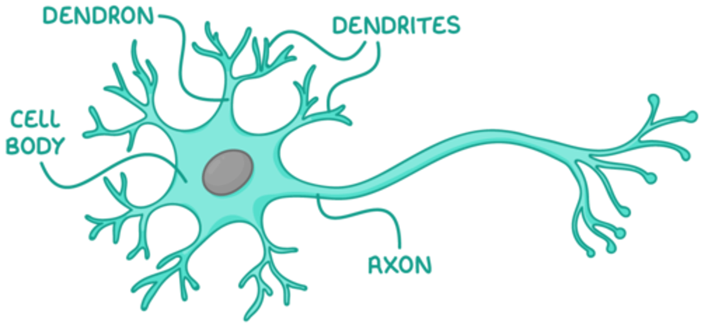 <p>Nerve cells that transmit electrical impulses quickly through body</p>