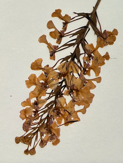 <p>Asparagales</p><p>Orchidaceae</p>