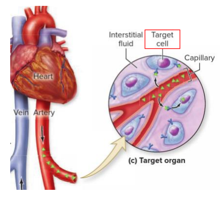 <p>- body control system where regulation requires duration rather then speed</p><p>- glands that secrete chemical messengers (hormones) into circulatory system (blood)</p><p>- Hormone characteristics: produced in small quantities, transported some distance in circulatory system, acts on target tissues elsewhere in body</p><p>- Hormone secretion can be: acute (sudden release due to stimulus, e.g adrenaline in response to stress), chronic (small variations over long periods, e.g thyroid hormones), episodic (e.g estrogen and progesterone during menstrual cycle</p>