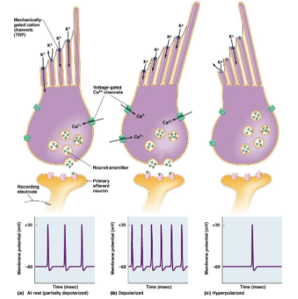 <p><strong>Vertebrate hair cells</strong></p><p></p>