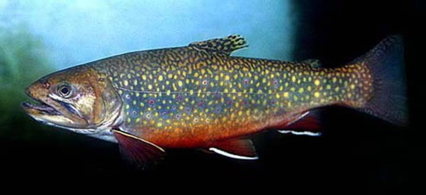 <p>-Protacanthopterygii superorder</p><p>-light spots</p><p>-top blotches look like web</p><p>-slow growth rate &amp; short life span (often outcompeted)</p><p>-NY state fish</p><p>-smooth scaled</p><p>-fins with soft rays</p><p>-jaw extends back</p>