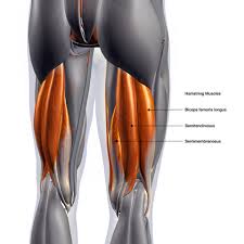 <p>back of leg, lateral side</p>