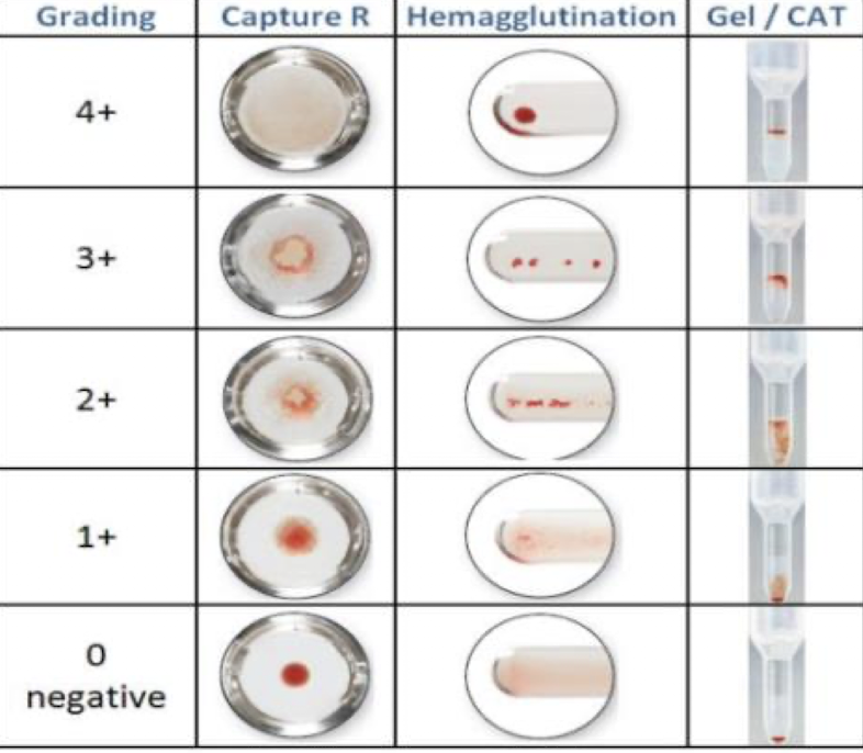 <ul><li><p>Uses microplate wells with immobilized reagent</p><ul><li><p>Cells that adhere to the sides and bottom of the wells are (+)</p></li><li><p>Cells that settle to the bottom of the wells are (-)</p></li></ul></li></ul><p></p>